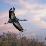 Rare_White_Naped_Cranes_Flock_to_North_China_Wetland___
