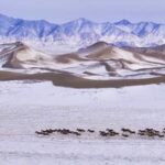 Rare_Wildlife_Flourishes_in_Xinjiang_s_Snowy_Peaks____ video poster
