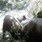 Rare__Bullfight__of_Gaoligong_Takins_Caught_on_Camera_in_Yunnan___ video poster