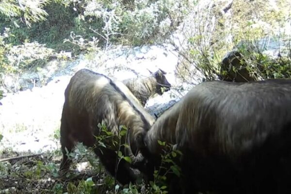 Rare ‘Bullfight’ of Gaoligong Takins Caught on Camera in Yunnan 🐂💥 Rare__Bullfight__of_Gaoligong_Takins_Caught_on_Camera_in_Yunnan___ video poster