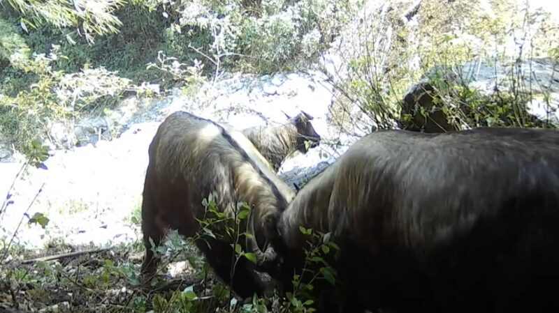 Rare__Bullfight__of_Gaoligong_Takins_Caught_on_Camera_in_Yunnan____poster - 🌍NewspaperAmigo – Your Global News Buddy 🗞️ Rare__Bullfight__of_Gaoligong_Takins_Caught_on_Camera_in_Yunnan___ video poster