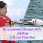 Rare__Sea_Pandas__Thrive_in_China_s_Leizhou_Bay___ video poster