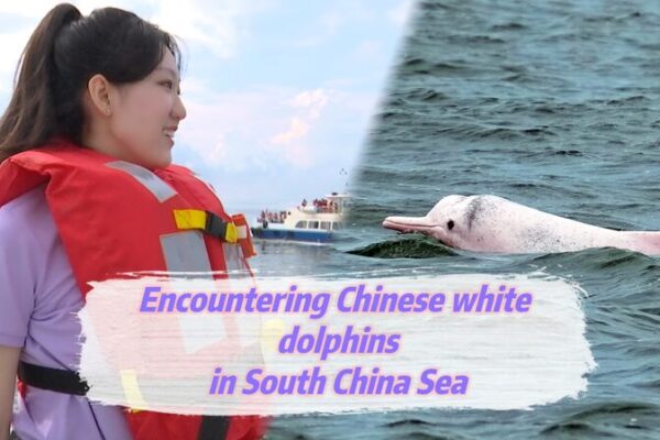 Rare ‘Sea Pandas’ Thrive in China’s Leizhou Bay 🌊🐬 Rare__Sea_Pandas__Thrive_in_China_s_Leizhou_Bay___ video poster