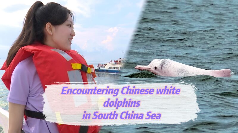Rare__Sea_Pandas__Thrive_in_China_s_Leizhou_Bay____poster - 🌍NewspaperAmigo – Your Global News Buddy 🗞️ Rare__Sea_Pandas__Thrive_in_China_s_Leizhou_Bay___ video poster