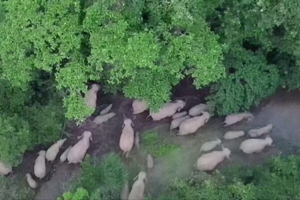 Record-Breaking Elephant Herd Roams Southwest China 🌿🐘 Record_Breaking_Elephant_Herd_Roams_Southwest_China___ video poster