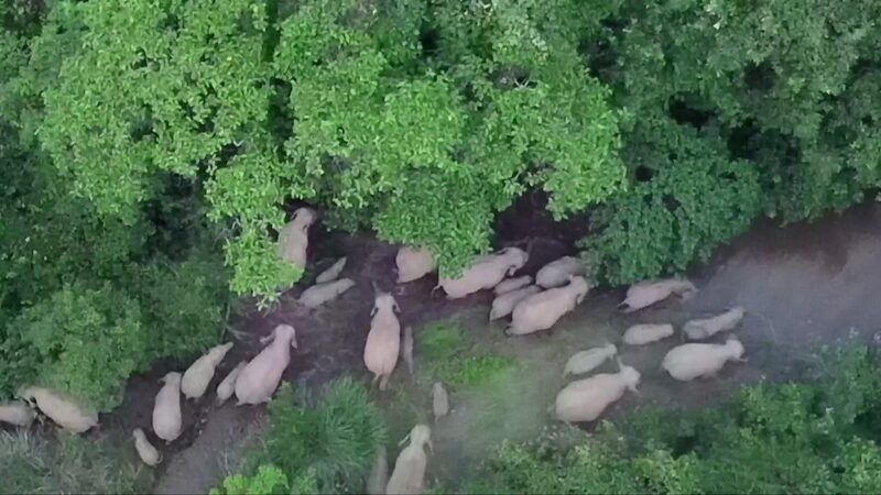 Record_Breaking_Elephant_Herd_Roams_Southwest_China____poster - 🌍NewspaperAmigo – Your Global News Buddy 🗞️ Record_Breaking_Elephant_Herd_Roams_Southwest_China___ video poster