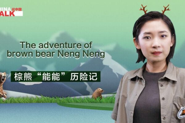 🐻💚 Rescued Brown Bear Cub Neng Neng’s Amazing Journey Back to the Wild ___Rescued_Brown_Bear_Cub_Neng_Neng_s_Amazing_Journey_Back_to_the_Wild video poster