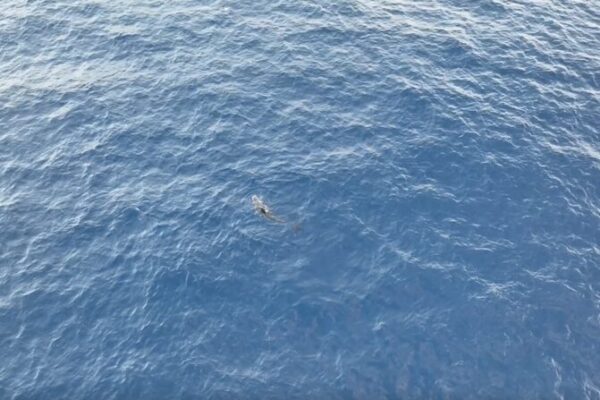 Rescued Whale ‘Haitang’ Returns to Ocean After 140-Day Recovery 🐋🌊 Rescued_Whale__Haitang__Returns_to_Ocean_After_140_Day_Recovery___ video poster