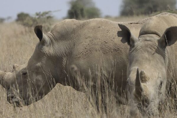 Rhino Numbers Rise 🌍, But Poaching Crisis Worsens Rhino_Numbers_Rise____But_Poaching_Crisis_Worsens