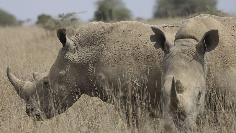 Rhino_Numbers_Rise____But_Poaching_Crisis_Worsens