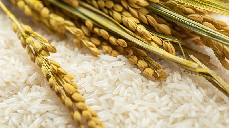 Rice_Rewrites_History__100_000_Year_Journey_from_Wild_to_Staple___