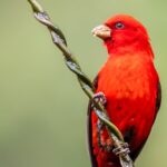 Ruby_Red_Scarlet_Finches_Light_Up_Yunnan_s_Skies___