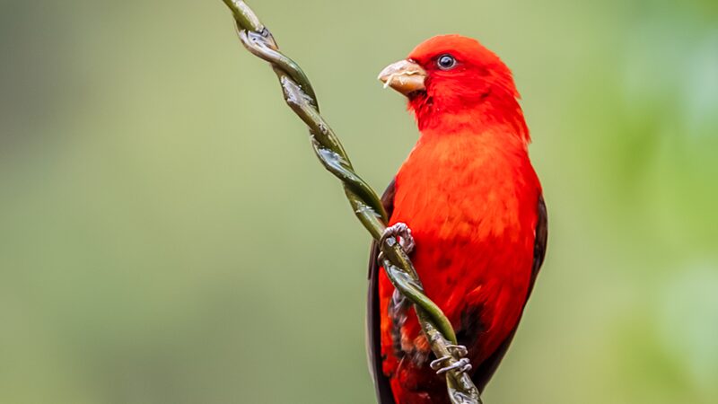 Ruby_Red_Scarlet_Finches_Light_Up_Yunnan_s_Skies___