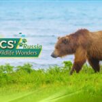 Russia_s_Wild_Side__Meet_BRICS__Iconic_Species____