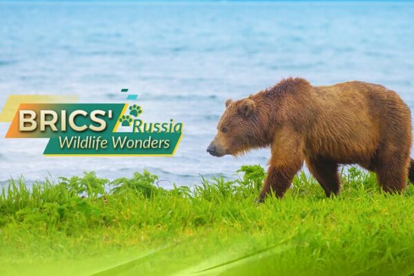 Russia’s Wild Side: Meet BRICS’ Iconic Species 🐻❄️ Russia_s_Wild_Side__Meet_BRICS__Iconic_Species____