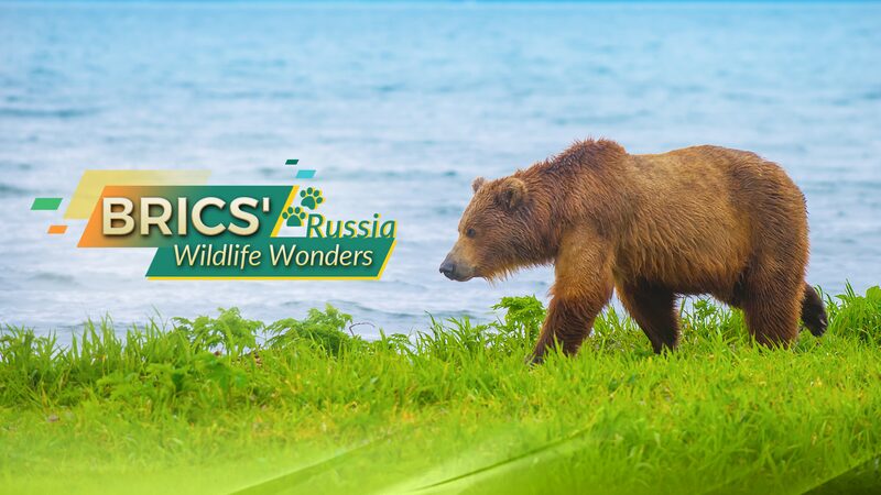 Russia_s_Wild_Side__Meet_BRICS__Iconic_Species____