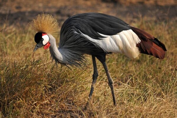 SOS for Grey-Crowned Cranes: Tanzania’s Race Against Extinction 🌿🦢 SOS_for_Grey_Crowned_Cranes__Tanzania_s_Race_Against_Extinction___
