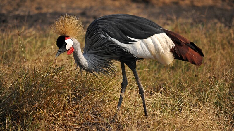 SOS_for_Grey_Crowned_Cranes__Tanzania_s_Race_Against_Extinction___