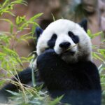 San_Diego_Zoo_Welcomes_Adorable_Panda_Duo_to_New_Panda_Ridge___