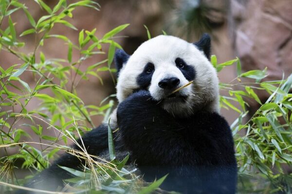 San Diego Zoo Welcomes Adorable Panda Duo to New Panda Ridge 🐼✨ San_Diego_Zoo_Welcomes_Adorable_Panda_Duo_to_New_Panda_Ridge___