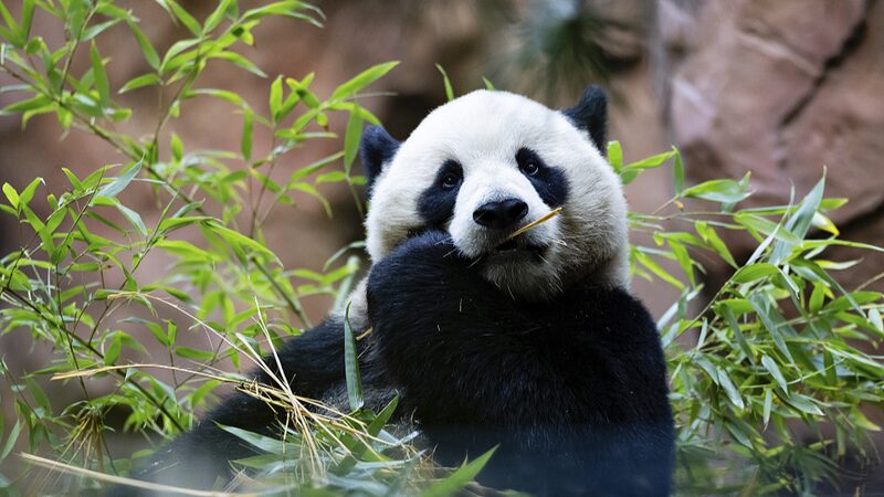 San_Diego_Zoo_Welcomes_Adorable_Panda_Duo_to_New_Panda_Ridge___