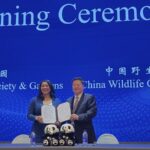 San_Francisco_to_Welcome_Giant_Pandas_for_the_First_Time___