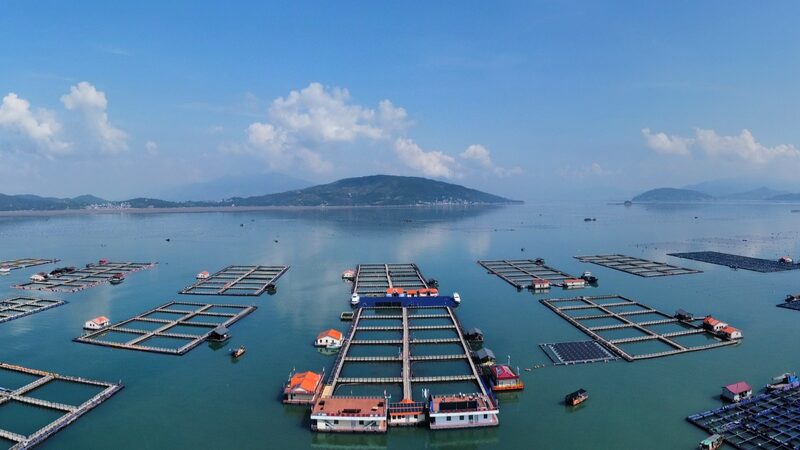 __Sandu_ao_s_Yellow_Croakers__Reeling_in_Sustainability video poster