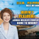 Sanjiangyuan_s_Wildlife_Dilemma__Balancing_Nature___Communities____ video poster