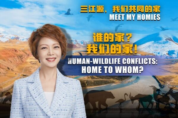 Sanjiangyuan’s Wildlife Dilemma: Balancing Nature & Communities 🌿🏔️ Sanjiangyuan_s_Wildlife_Dilemma__Balancing_Nature___Communities____ video poster