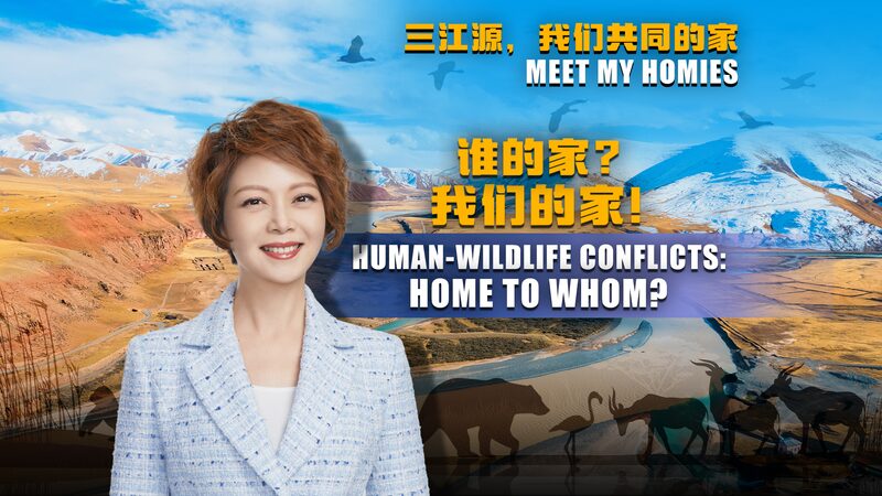 Sanjiangyuan_s_Wildlife_Dilemma__Balancing_Nature___Communities_____poster - 🌍NewspaperAmigo – Your Global News Buddy 🗞️ Sanjiangyuan_s_Wildlife_Dilemma__Balancing_Nature___Communities____ video poster
