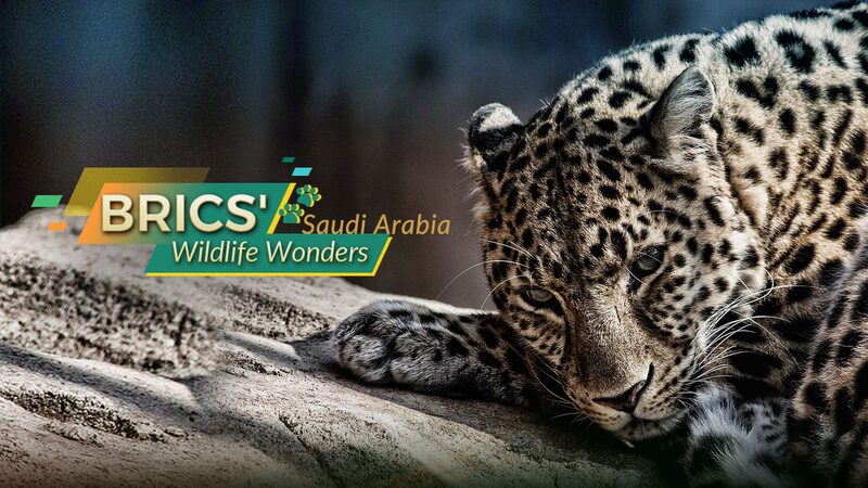 Saudi_Arabia_s_Desert_Dwellers__Saving_the_Arabian_Leopard_____Sand_Cat__