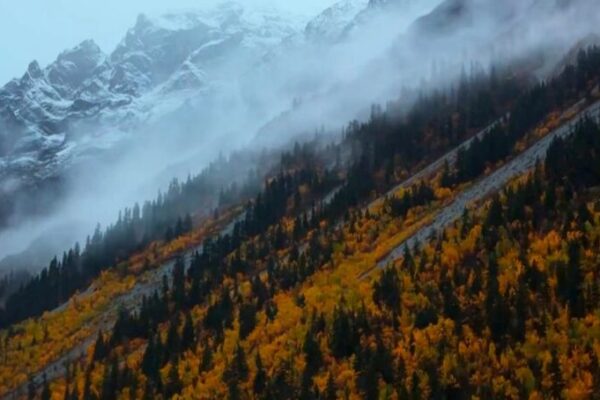 Saving the Himalayan Garden: Scientists Race Against Time 🌿🔍 Saving_the_Himalayan_Garden__Scientists_Race_Against_Time___ video poster
