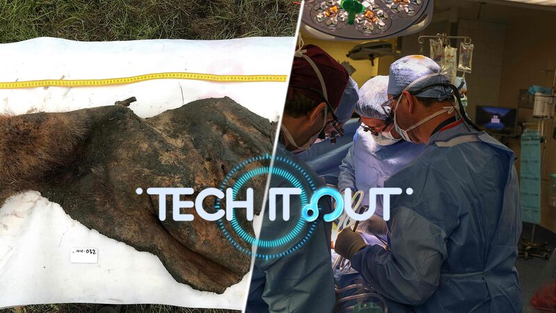 Science_Saturday__Ancient_DNA_Breakthrough__Black_Hole_Mystery___Pig_Kidney_Setback______poster - 🌍NewspaperAmigo – Your Global News Buddy 🗞️ Science_Saturday__Ancient_DNA_Breakthrough__Black_Hole_Mystery___Pig_Kidney_Setback_____ video poster