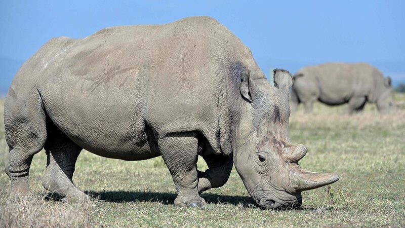 Scientists_Achieve_Breakthrough_in_Saving_Northern_White_Rhinos___
