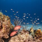 Scientists_Discover_Massive_Deep_Sea_Coral_Reef___