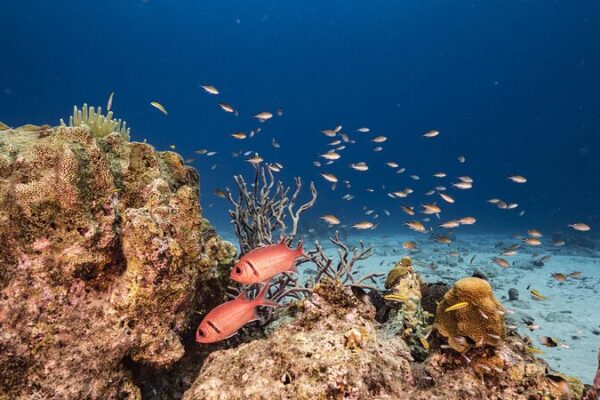 Scientists Discover Massive Deep-Sea Coral Reef 🌊🐠 Scientists_Discover_Massive_Deep_Sea_Coral_Reef___