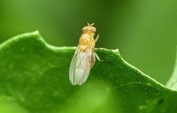 Scientists Unveil Complete Map of Fruit Fly Brain – A Big Leap for Neuroscience 🧠✨ Scientists_Unveil_Complete_Map_of_Fruit_Fly_Brain___A_Big_Leap_for_Neuroscience___