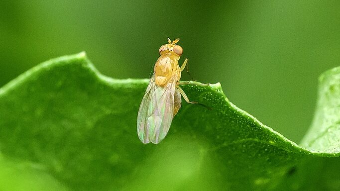 Scientists_Unveil_Complete_Map_of_Fruit_Fly_Brain___A_Big_Leap_for_Neuroscience___ - 🌍NewspaperAmigo – Your Global News Buddy 🗞️ Scientists_Unveil_Complete_Map_of_Fruit_Fly_Brain___A_Big_Leap_for_Neuroscience___