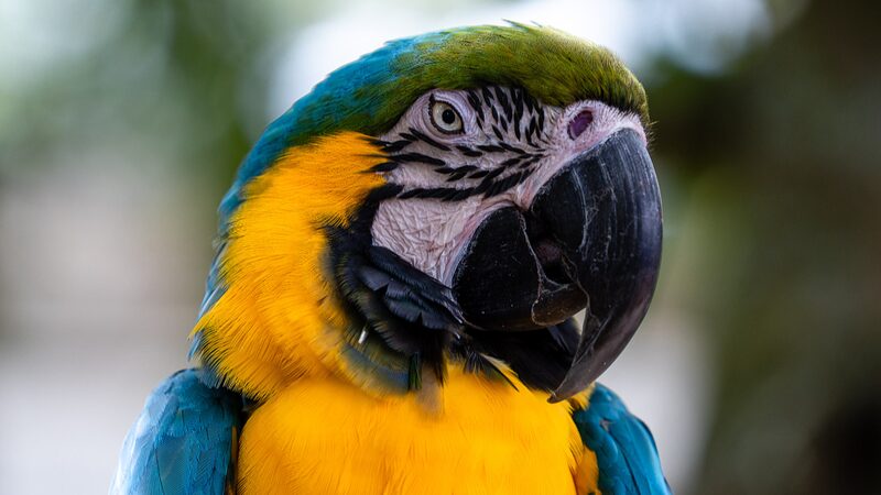 Scientists Unveil Revolutionary New Bird Family Tree 🌱🦜 Scientists_Unveil_Revolutionary_New_Bird_Family_Tree___