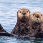 Sea_Otters_Save_Coastal_Ecosystems______Study_Shows