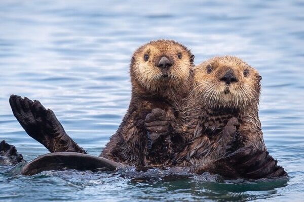 Sea Otters Save Coastal Ecosystems 🌊🦦 | Study Shows Sea_Otters_Save_Coastal_Ecosystems______Study_Shows