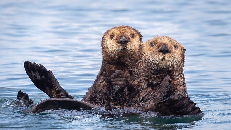 Sea_Otters_Save_Coastal_Ecosystems______Study_Shows - 🌍NewspaperAmigo – Your Global News Buddy 🗞️ Sea_Otters_Save_Coastal_Ecosystems______Study_Shows