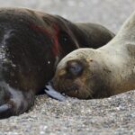 Seals_in_Crisis__Global_Bird_Flu_Outbreak_Threatens_Marine_Ecosystems___