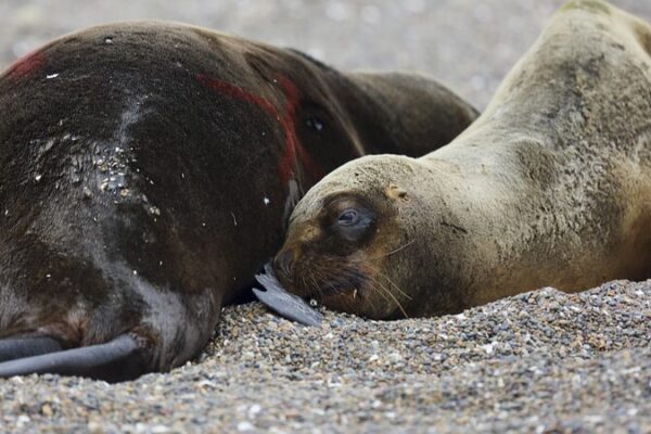 Seals in Crisis: Global Bird Flu Outbreak Threatens Marine Ecosystems 🌍🦠 Seals_in_Crisis__Global_Bird_Flu_Outbreak_Threatens_Marine_Ecosystems___