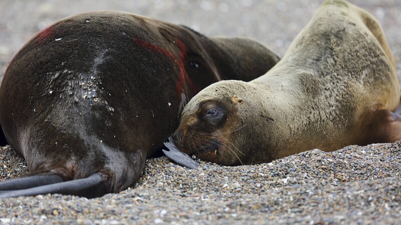 Seals_in_Crisis__Global_Bird_Flu_Outbreak_Threatens_Marine_Ecosystems___