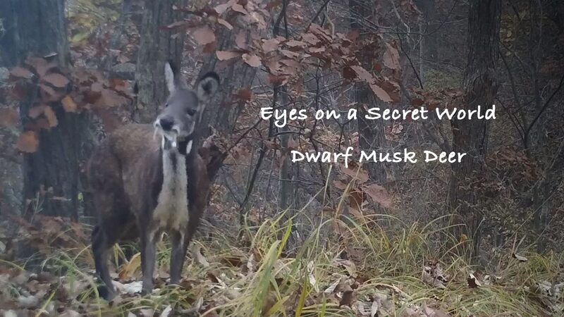 Secrets Unveiled: Why Male Dwarf Musk Deer Foam Their Mouths in Henan 🦌🌿 Secrets_Unveiled__Why_Male_Dwarf_Musk_Deer_Foam_Their_Mouths_in_Henan___ video poster