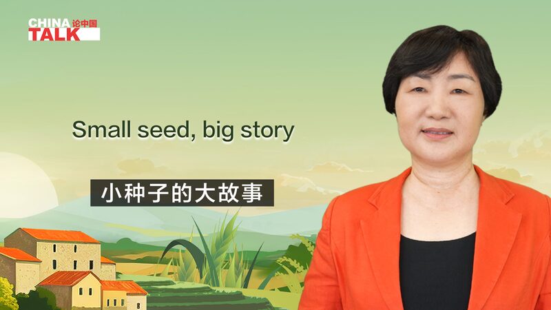 Seed_Savior__Zhang_Xiuyun_s_10_Year_Journey_Breeding_49_Corn_Varieties_in_Lijiang_poster - 🌍NewspaperAmigo – Your Global News Buddy 🗞️ Seed_Savior__Zhang_Xiuyun_s_10_Year_Journey_Breeding_49_Corn_Varieties_in_Lijiang video poster