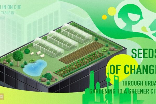 Seeds of Change: Shanghai Rooftop Farms Blossom 🌱🏙️ Seeds_of_Change__Shanghai_Rooftop_Farms_Blossom____ video poster