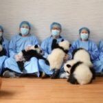 __Seven_Adorable_Panda_Cubs_Ring_in_Lunar_New_Year_with_Record_Births_ video poster