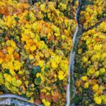 Shaanxi_s_Autumn_Forest__A_Vibrant_Masterpiece___